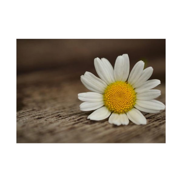 92409-292.jpg Daisy Family Poster