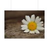 92409-293.jpg Daisy Family Poster