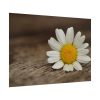 92409-294.jpg Daisy Family Poster