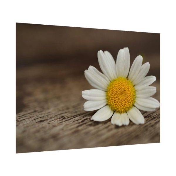 92409-294.jpg Daisy Family Poster