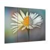 92409-299.jpg Flowering Plant Poster