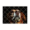 92409-3.jpg Dog Behind Wire Fence Poster