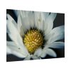 92409-304.jpg Daisy Pollen Poster