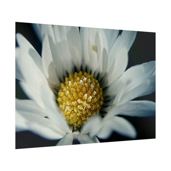 92409-304.jpg Daisy Pollen Poster