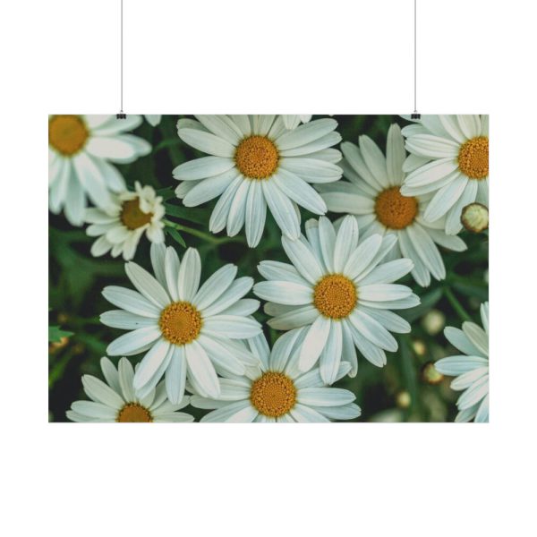 92409-313.jpg Blossom Daisy Poster