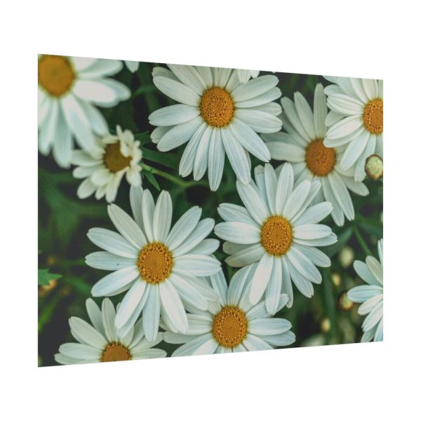 92409-314.jpg Blossom Daisy Poster