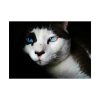 92409-322.jpg Bicolor Cat with Piercing Blue Eyes Poster