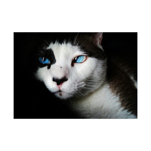 92409-322.jpg Bicolor Cat with Piercing Blue Eyes Poster