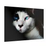 92409-324.jpg Bicolor Cat with Piercing Blue Eyes Poster