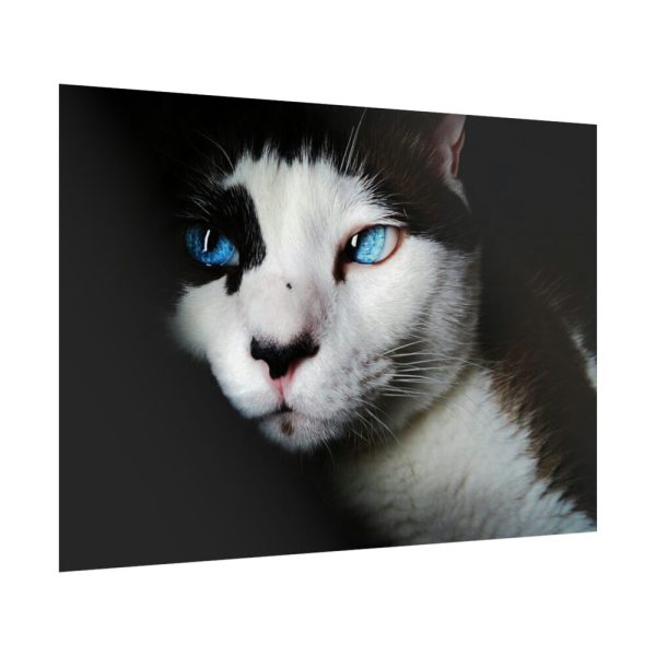 92409-324.jpg Bicolor Cat with Piercing Blue Eyes Poster