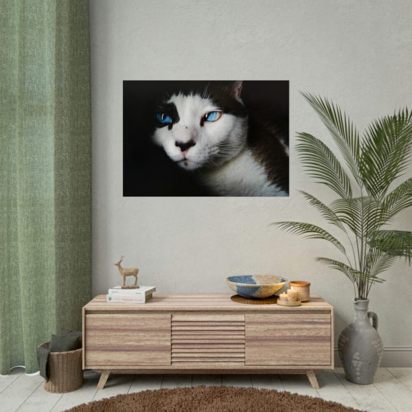 92409-325.jpg Bicolor Cat with Piercing Blue Eyes Poster