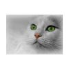 Beautiful Cat with Green Eyes Poster