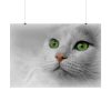 Beautiful Cat with Green Eyes Poster