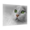 Beautiful Cat with Green Eyes Poster