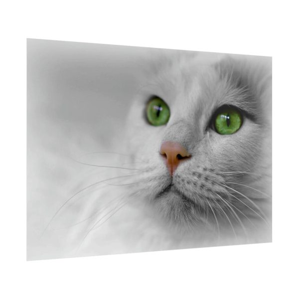 Beautiful Cat with Green Eyes Poster