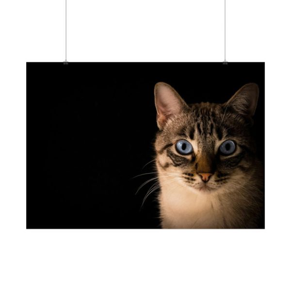 92409-333.jpg Cute Cat with Blue Eyes Poster