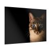 92409-334.jpg Cute Cat with Blue Eyes Poster