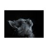 Cute Gray Cat Poster