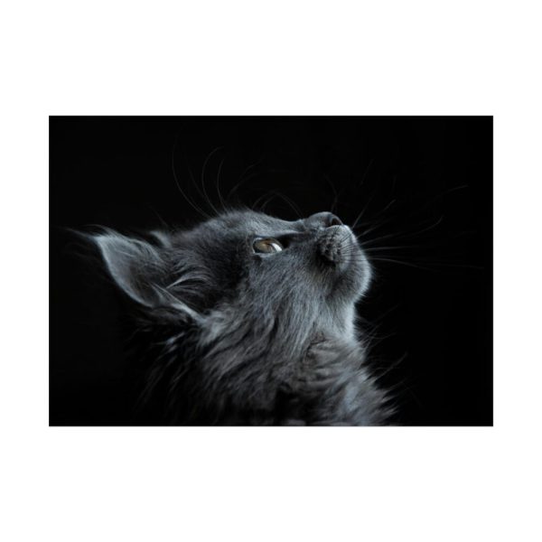 Cute Gray Cat Poster