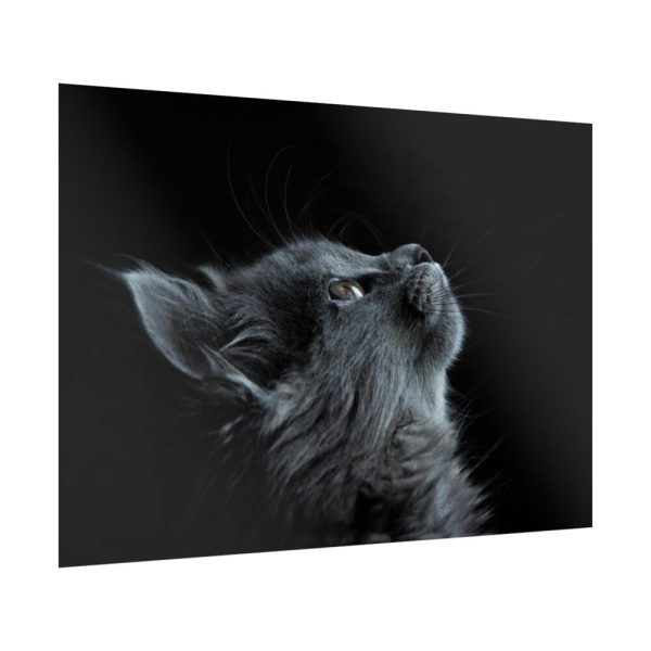 Cute Gray Cat Poster