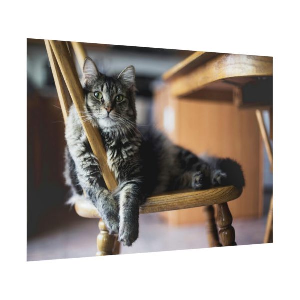 92409-344.jpg Beautiful Cat on Chair Poster