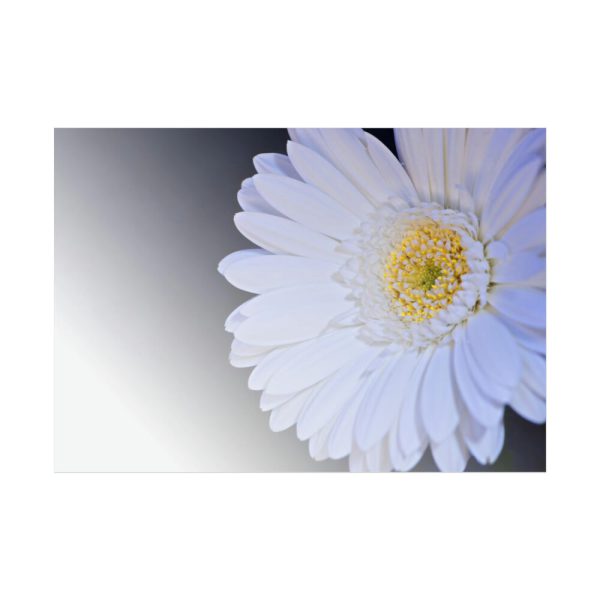 92409-347.jpg White Gerbera Poster