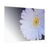 92409-349.jpg White Gerbera Poster