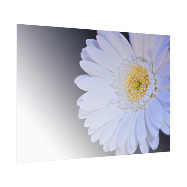 92409-349.jpg White Gerbera Poster