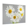 White Daisy Bloom Poster