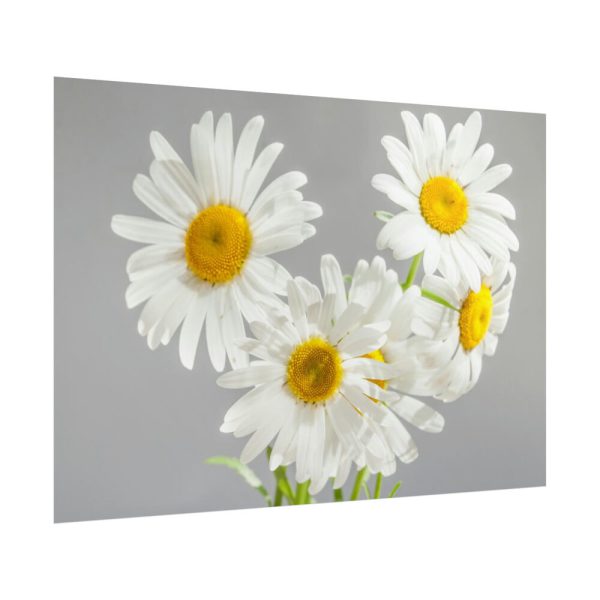 White Daisy Bloom Poster