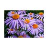92409-357.jpg Wild Flower Poster