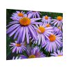 92409-359.jpg Wild Flower Poster