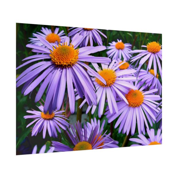 92409-359.jpg Wild Flower Poster