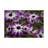92409-362.jpg Purple Garden Cosmos Poster