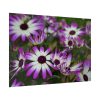 92409-364.jpg Purple Garden Cosmos Poster