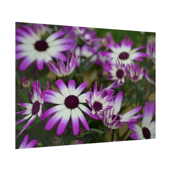 92409-364.jpg Purple Garden Cosmos Poster