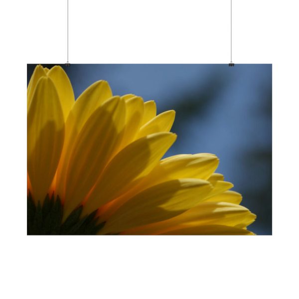 92409-368.jpg Daisy Gerbera Poster