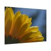 92409-369.jpg Daisy Gerbera Poster