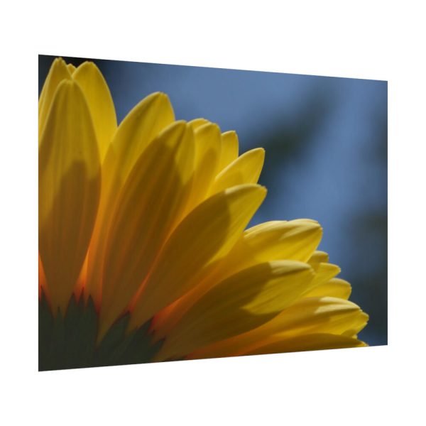 92409-369.jpg Daisy Gerbera Poster