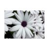 92409-372.jpg Flower Petal Poster
