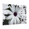 92409-374.jpg Flower Petal Poster