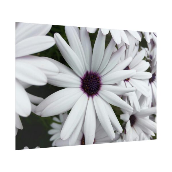 92409-374.jpg Flower Petal Poster