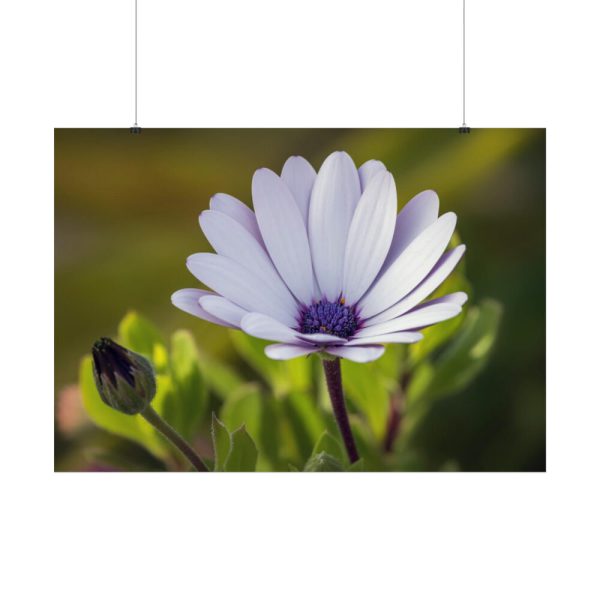 92409-388.jpg Herbaceous Plant Poster