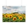 92409-418.jpg Agriculture Sunflower Poster
