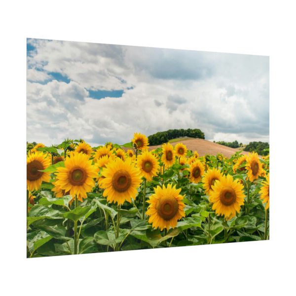 92409-419.jpg Agriculture Sunflower Poster