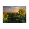 92409-422.jpg Sunflower Plant Flower Poster