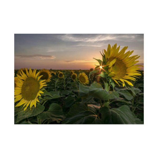 92409-422.jpg Sunflower Plant Flower Poster