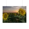 92409-423.jpg Sunflower Plant Flower Poster