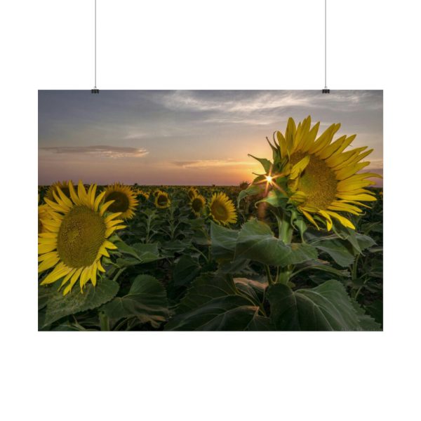 92409-423.jpg Sunflower Plant Flower Poster