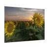 92409-424.jpg Sunflower Plant Flower Poster